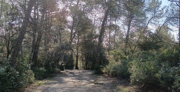 Des séances relax en forêt
