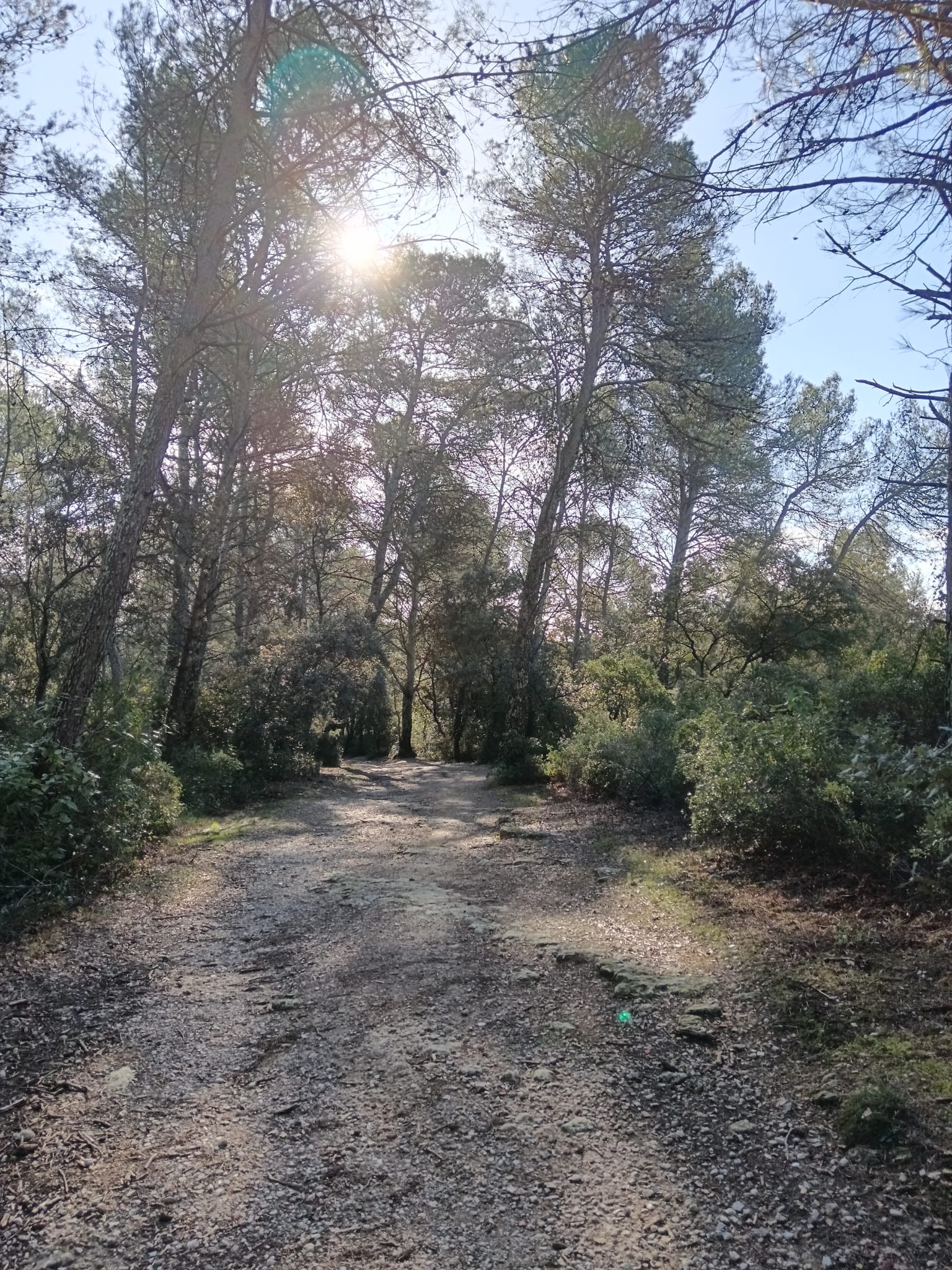 Des séances relax en forêt